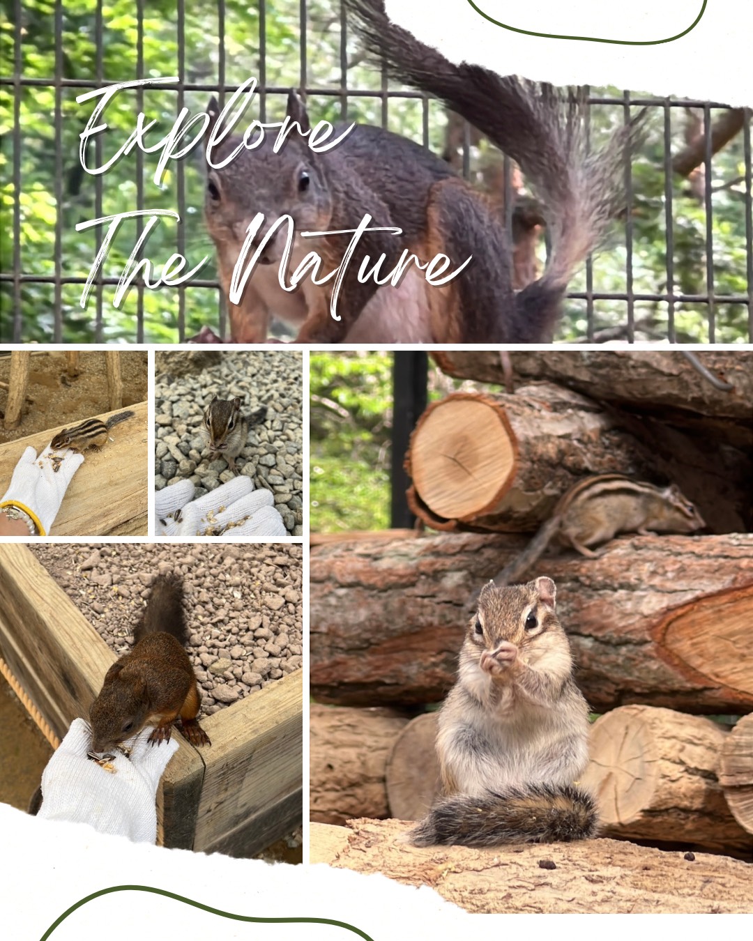 🌿 Experience the Charm of The Squirrel Forest